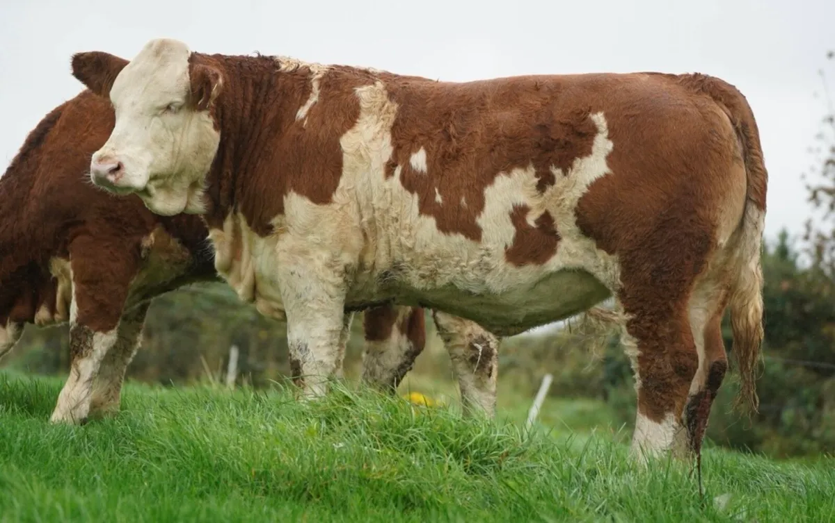 Simmental X Heifers for sale - Image 4