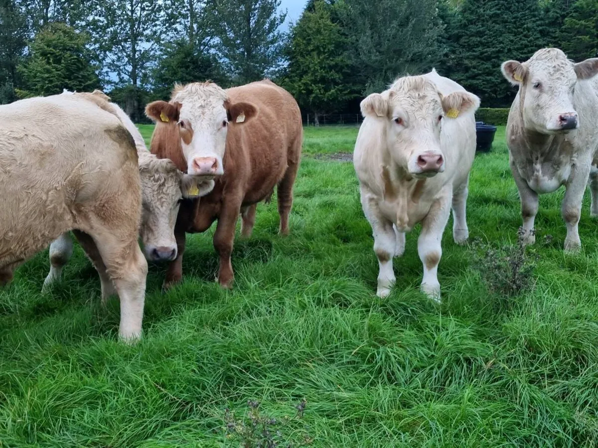 Livestock - Image 1