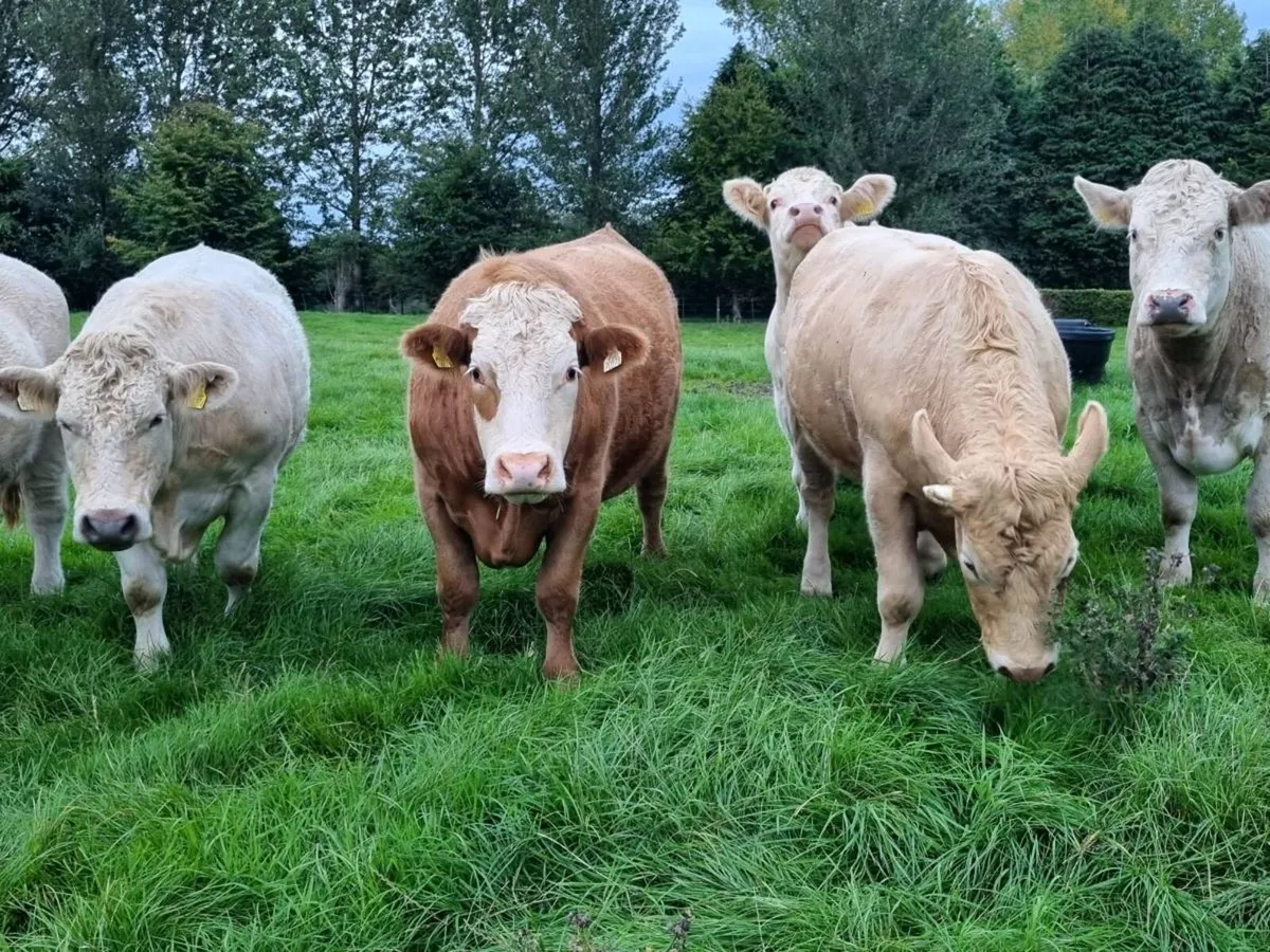 Livestock - Image 2