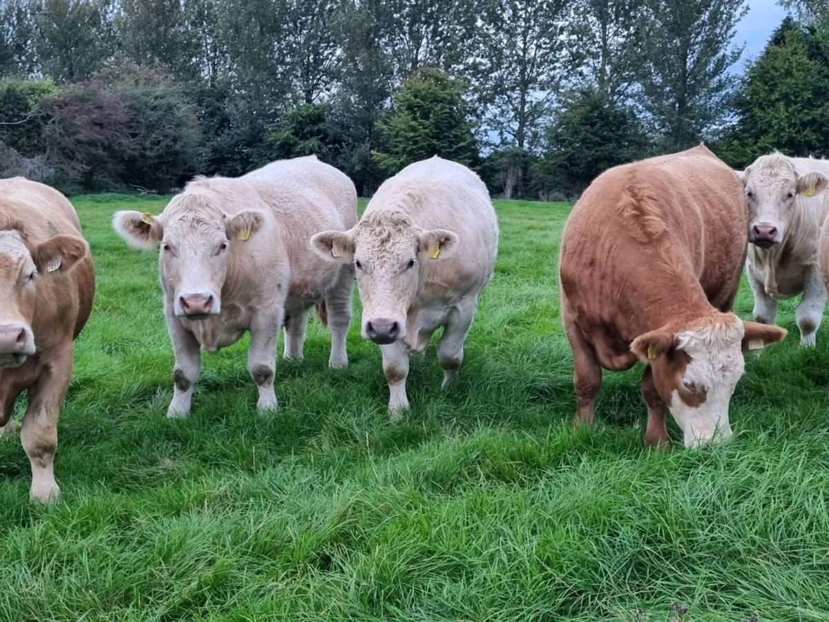 Livestock - Image 3
