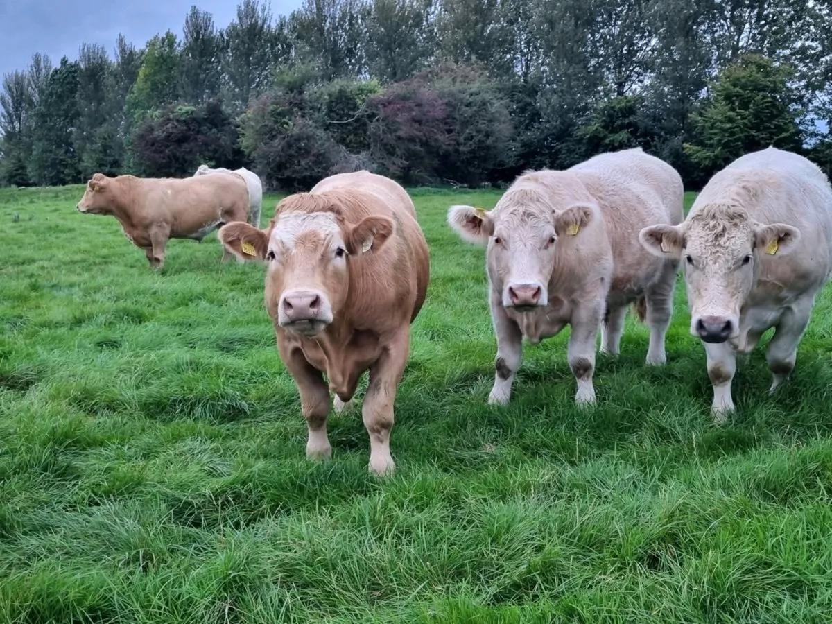 Livestock - Image 4