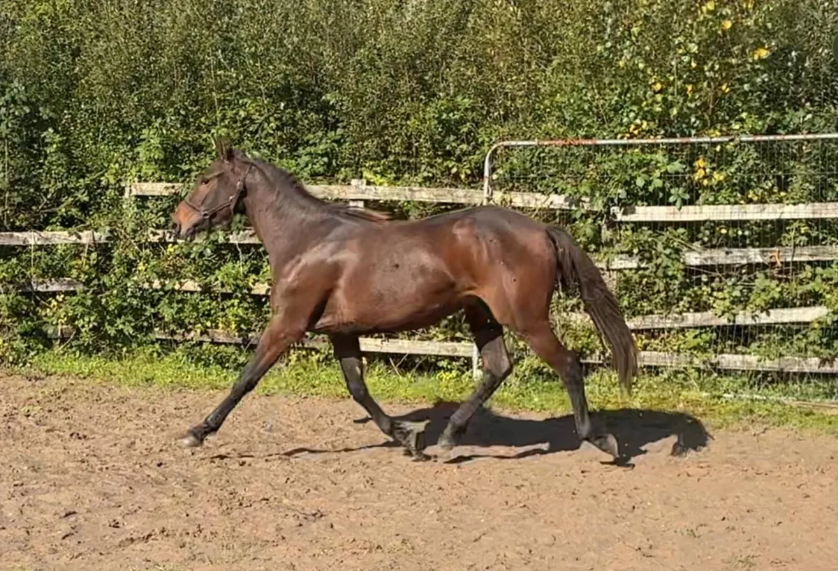 Yearling filly - Image 1