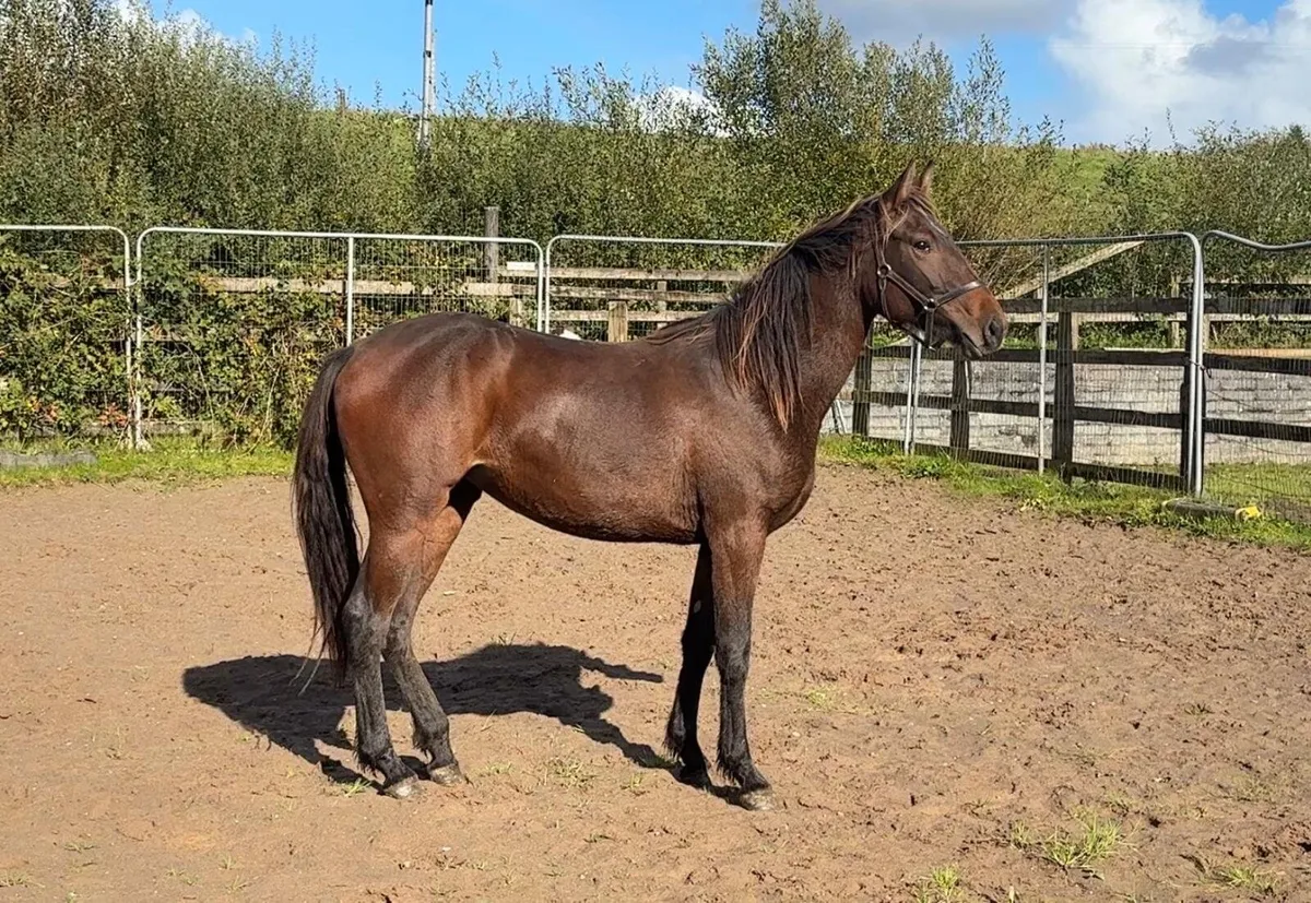 Yearling filly - Image 2