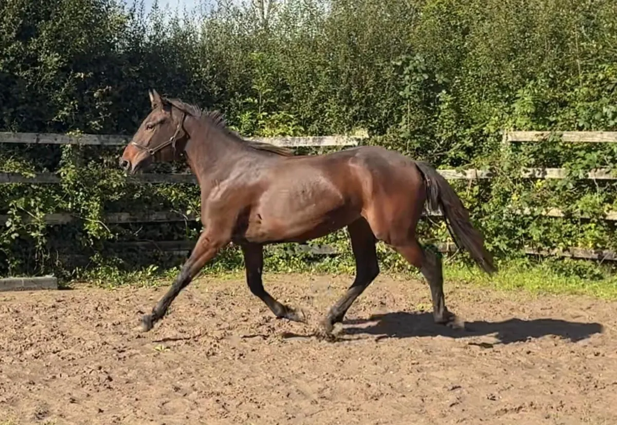 Yearling filly - Image 3