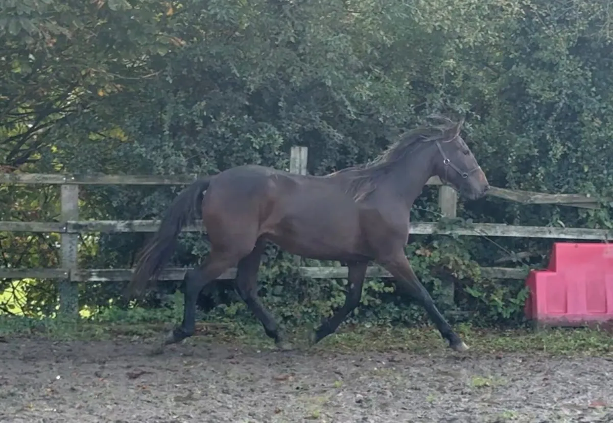 Yearling filly - Image 4