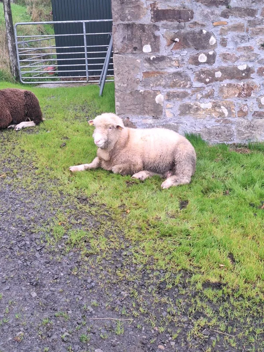 Dorset and Zwartble Ram Lamb - Image 1