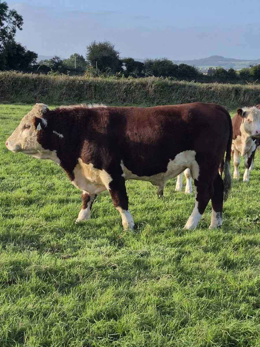 Polled Hereford Bulls - Image 1