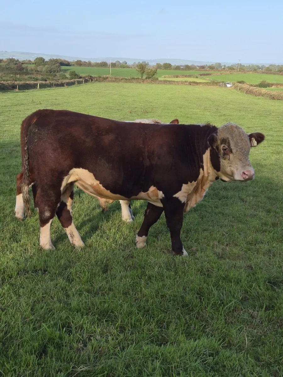 Polled Hereford Bulls - Image 2