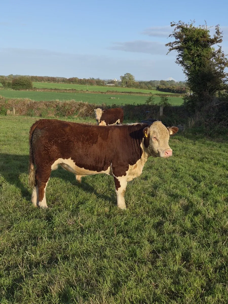 Polled Hereford Bulls - Image 4