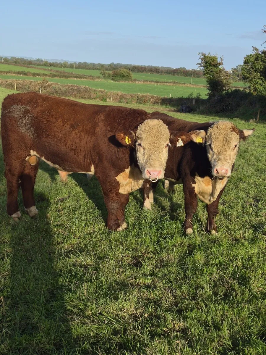 Polled Hereford Bulls - Image 3