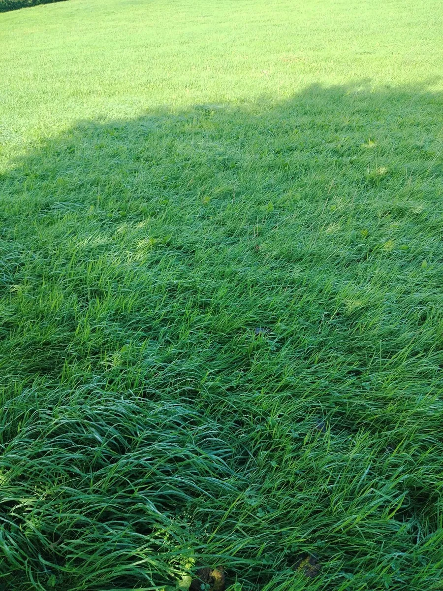 Grass silage - Image 2
