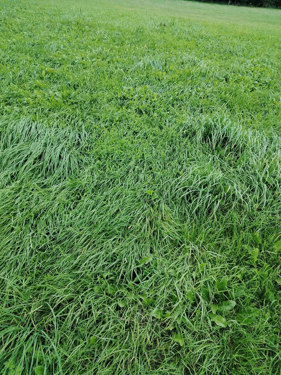 Grass silage - Image 3