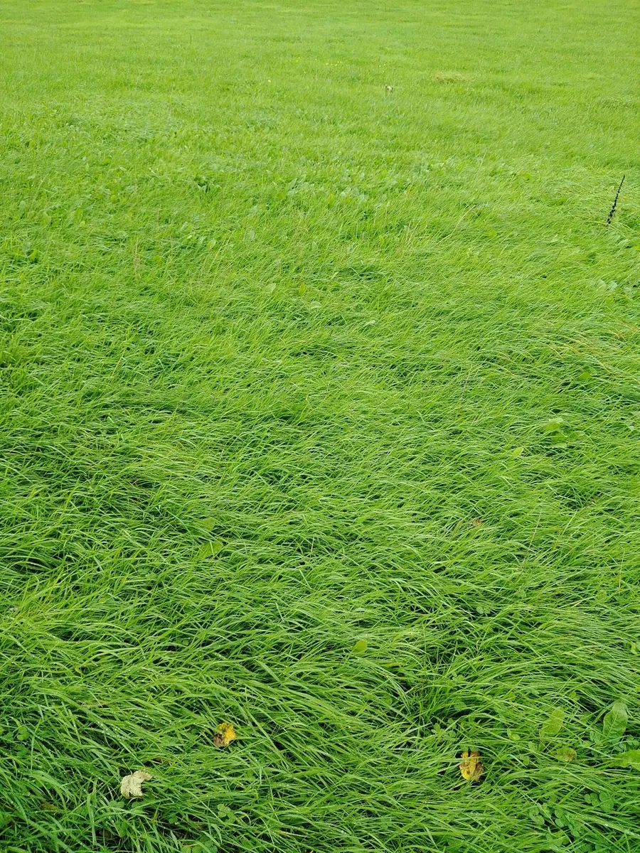 Grass silage - Image 4
