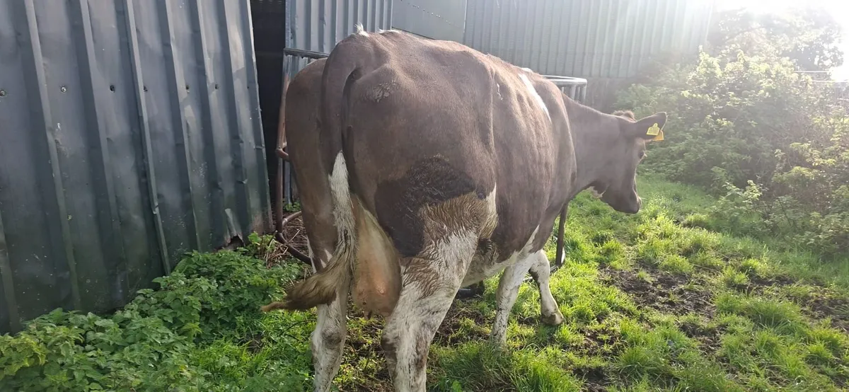 Simmental  second calf cow - Image 1