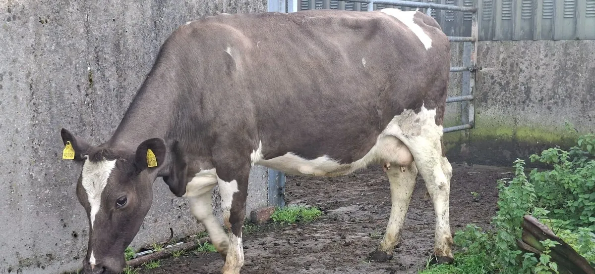 Simmental  second calf cow - Image 2