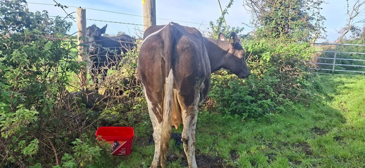 Simmental  second calf cow - Image 4