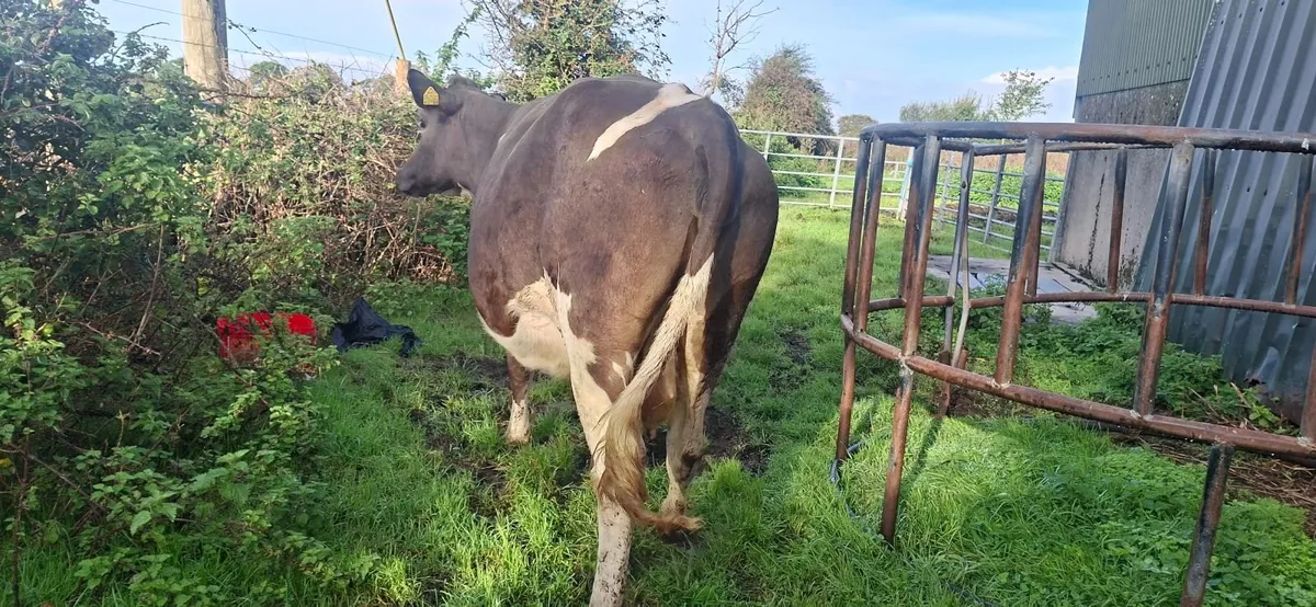 Simmental  second calf cow - Image 3