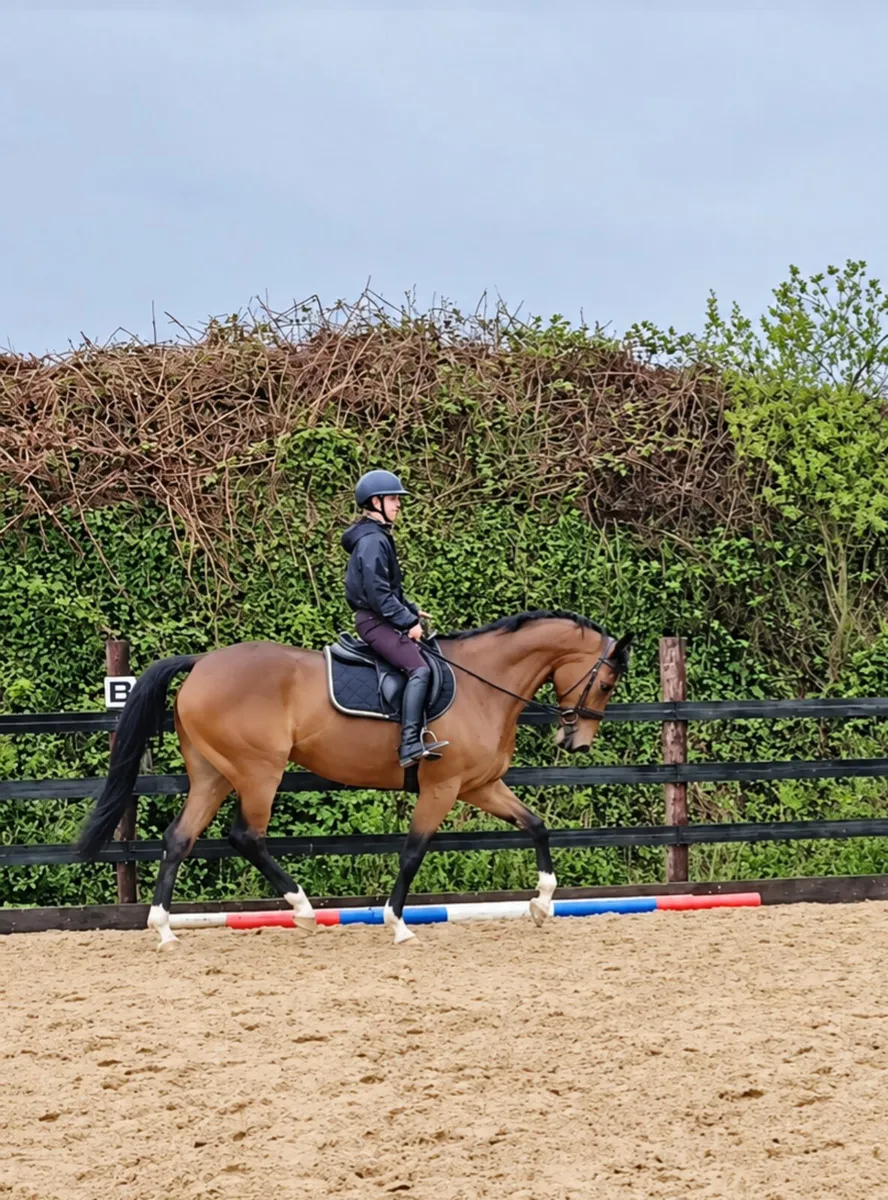 16.2 TB Gelding - Image 1
