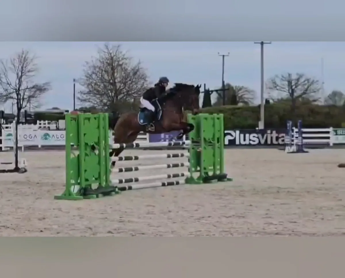 16.2 TB Gelding - Image 2