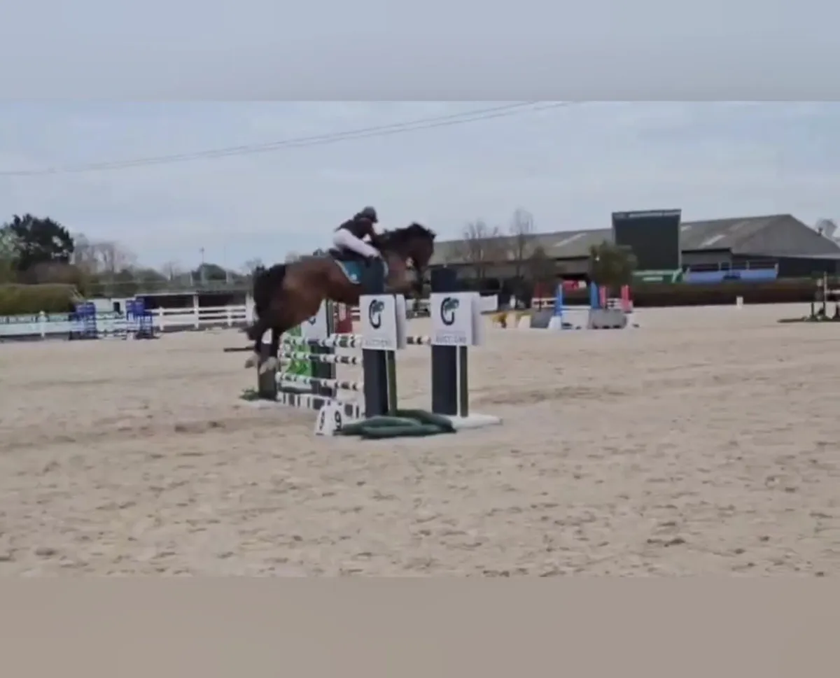 16.2 TB Gelding - Image 3