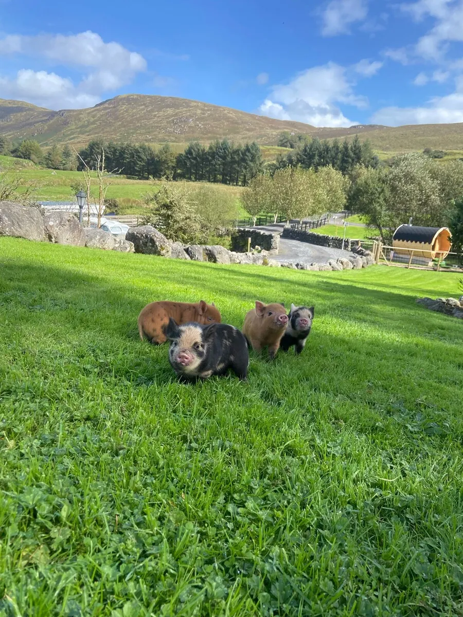 Kune kune pig - Image 1