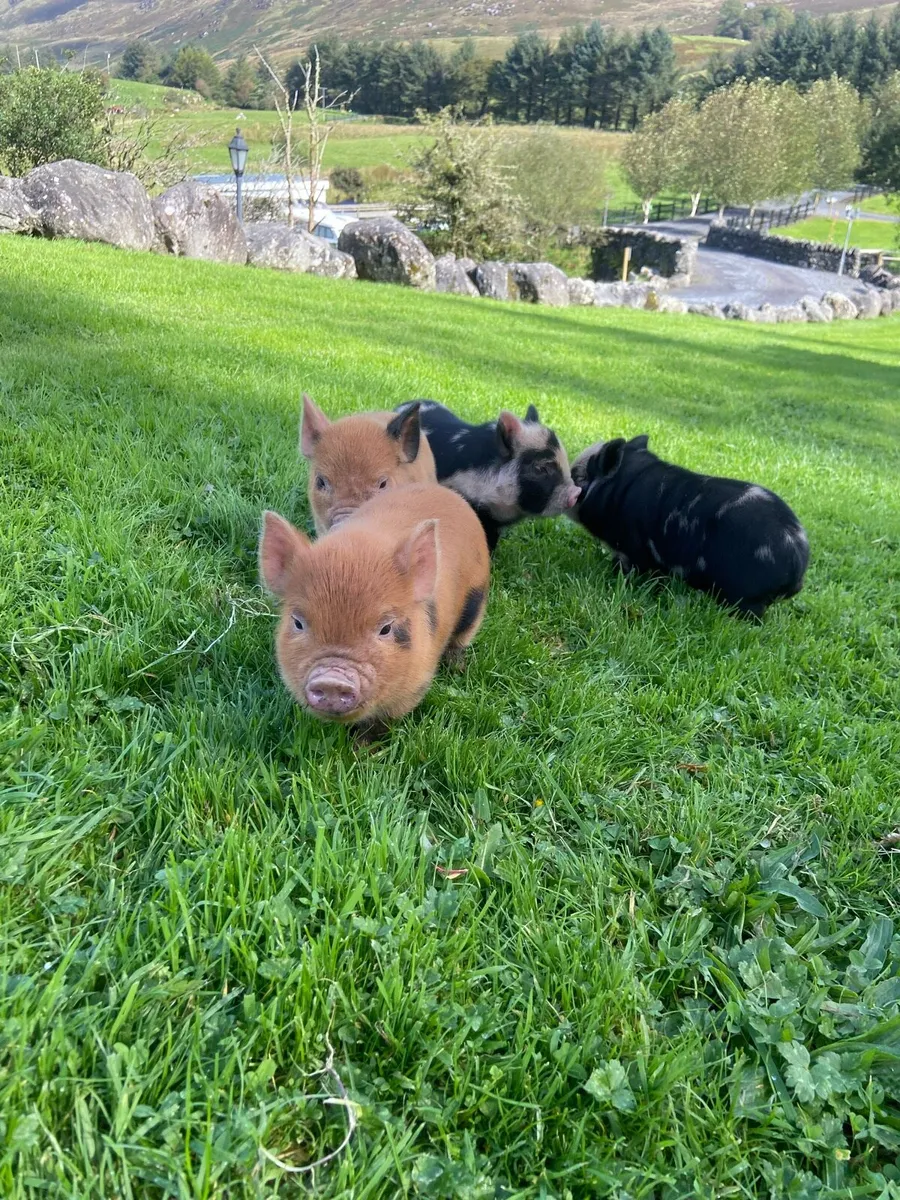 Kune kune pig - Image 3