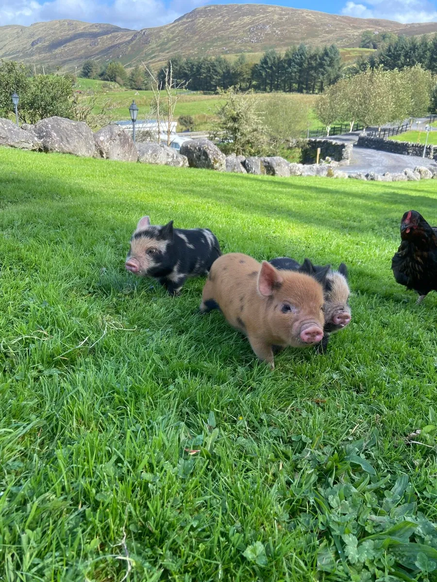 Kune kune pig - Image 4