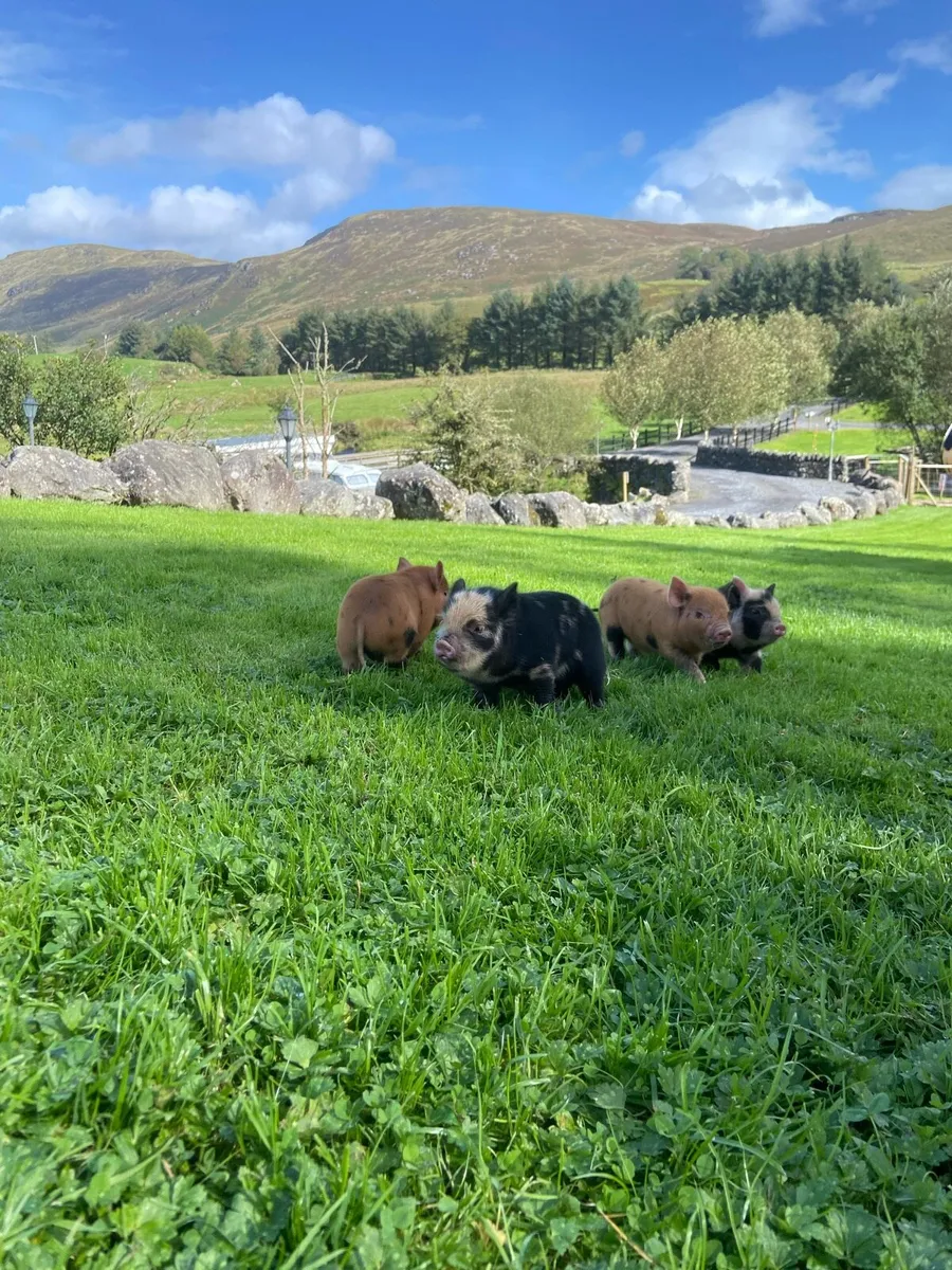 Kune kune pig - Image 2