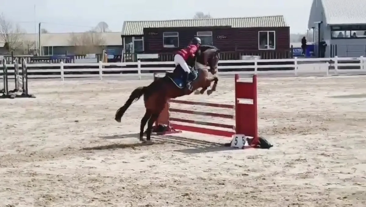 16.2 TB Gelding - Image 4