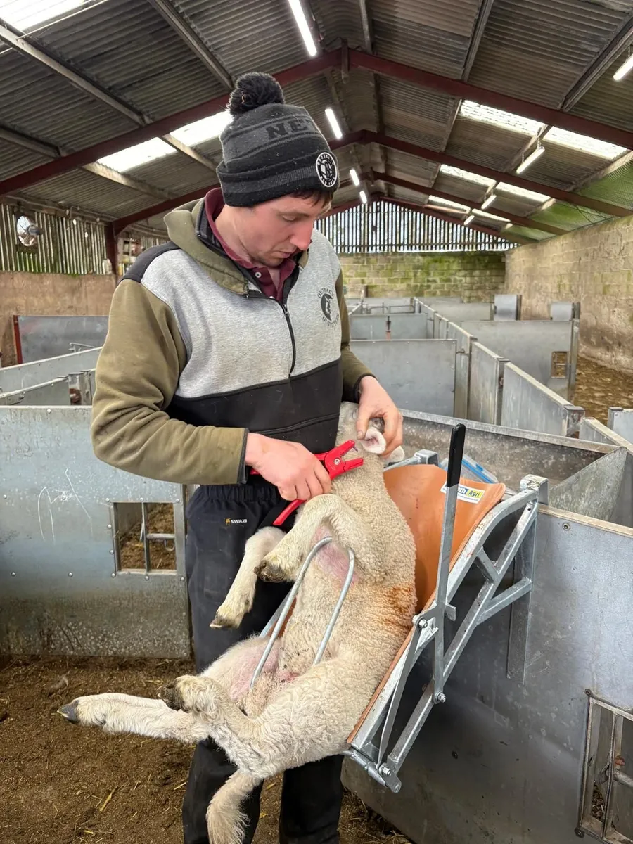 Lamb Chutes - Image 1