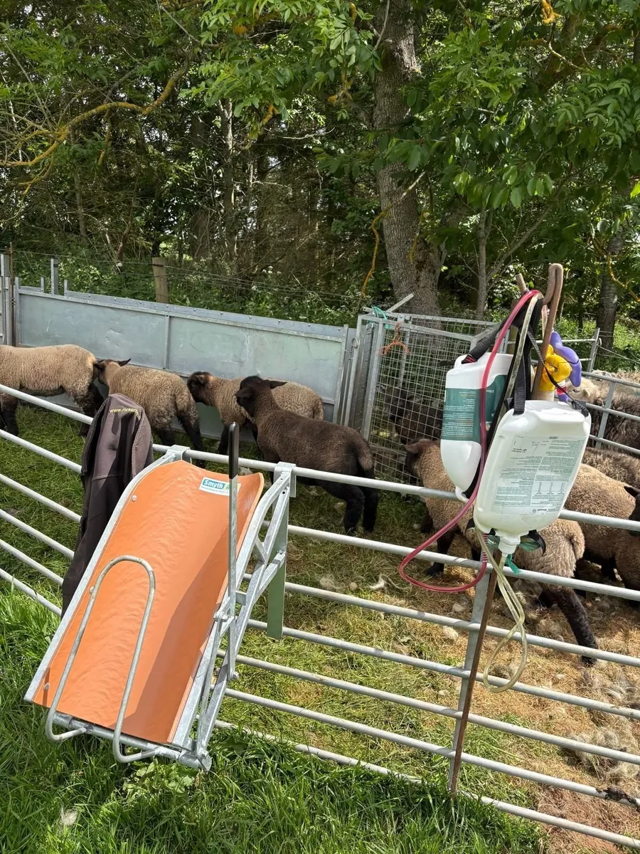 Lamb Chutes - Image 2
