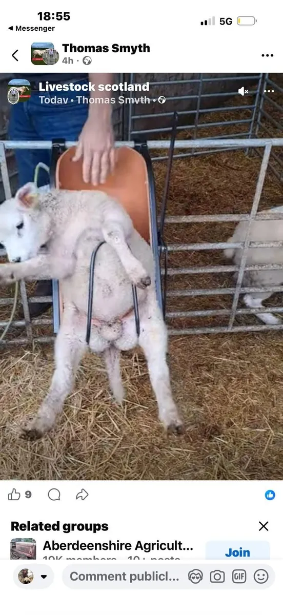 Lamb Chutes - Image 3