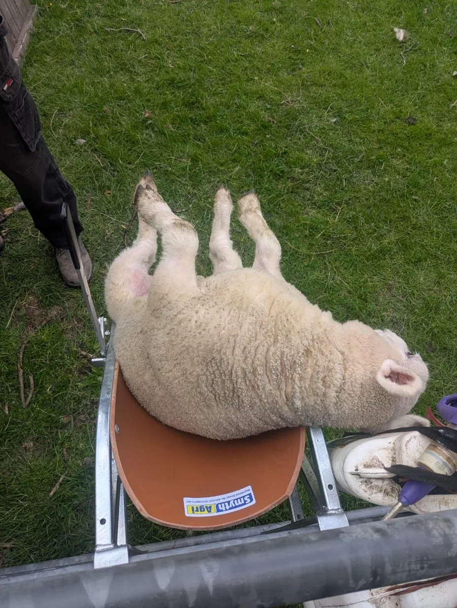 Lamb Chutes - Image 4