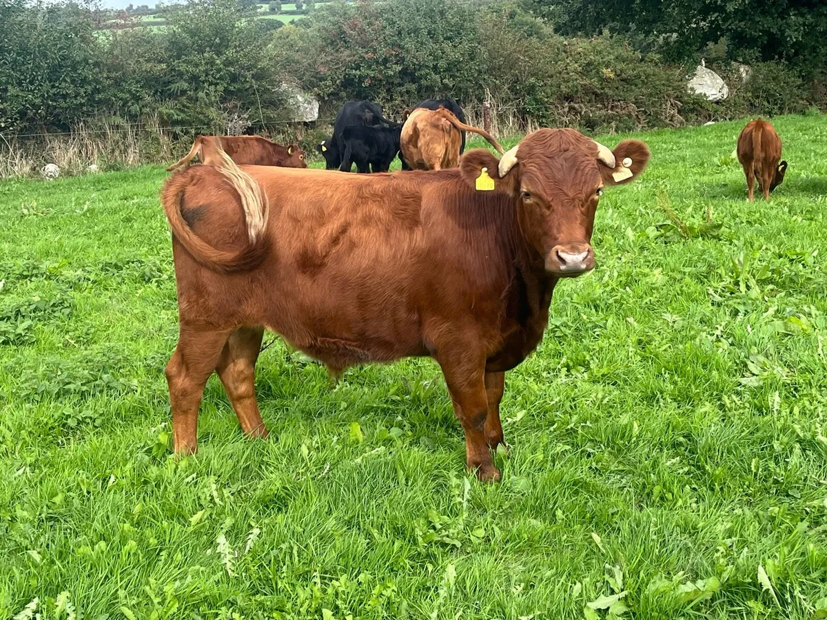 Dexter cattle - Image 2