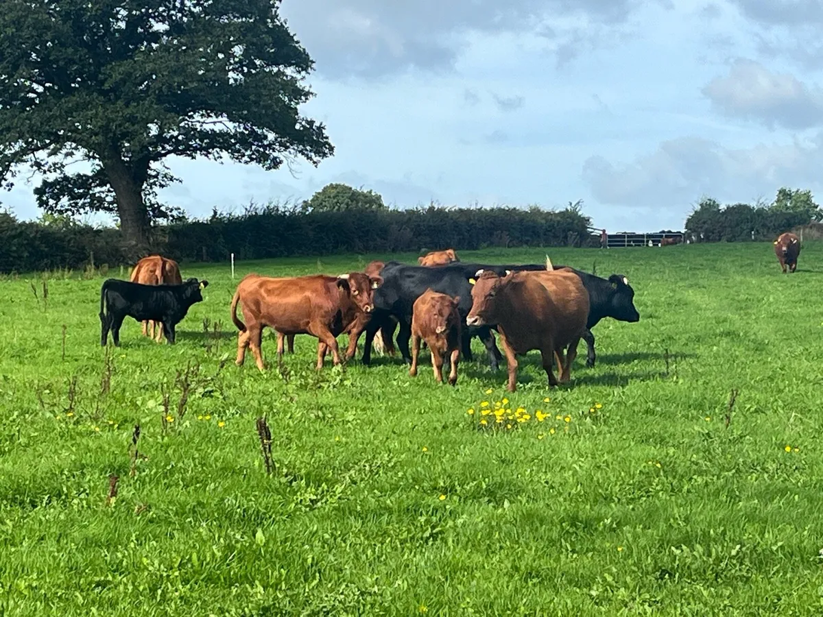 Dexter cattle - Image 1
