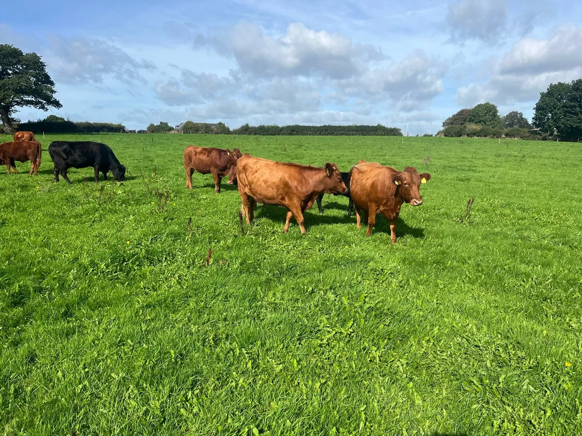 Dexter cattle - Image 3
