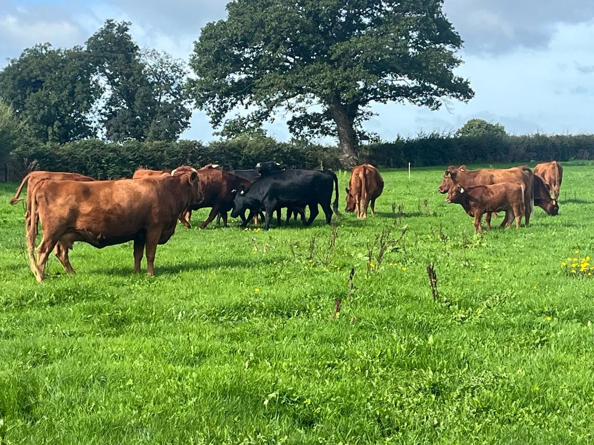 Dexter cattle - Image 4