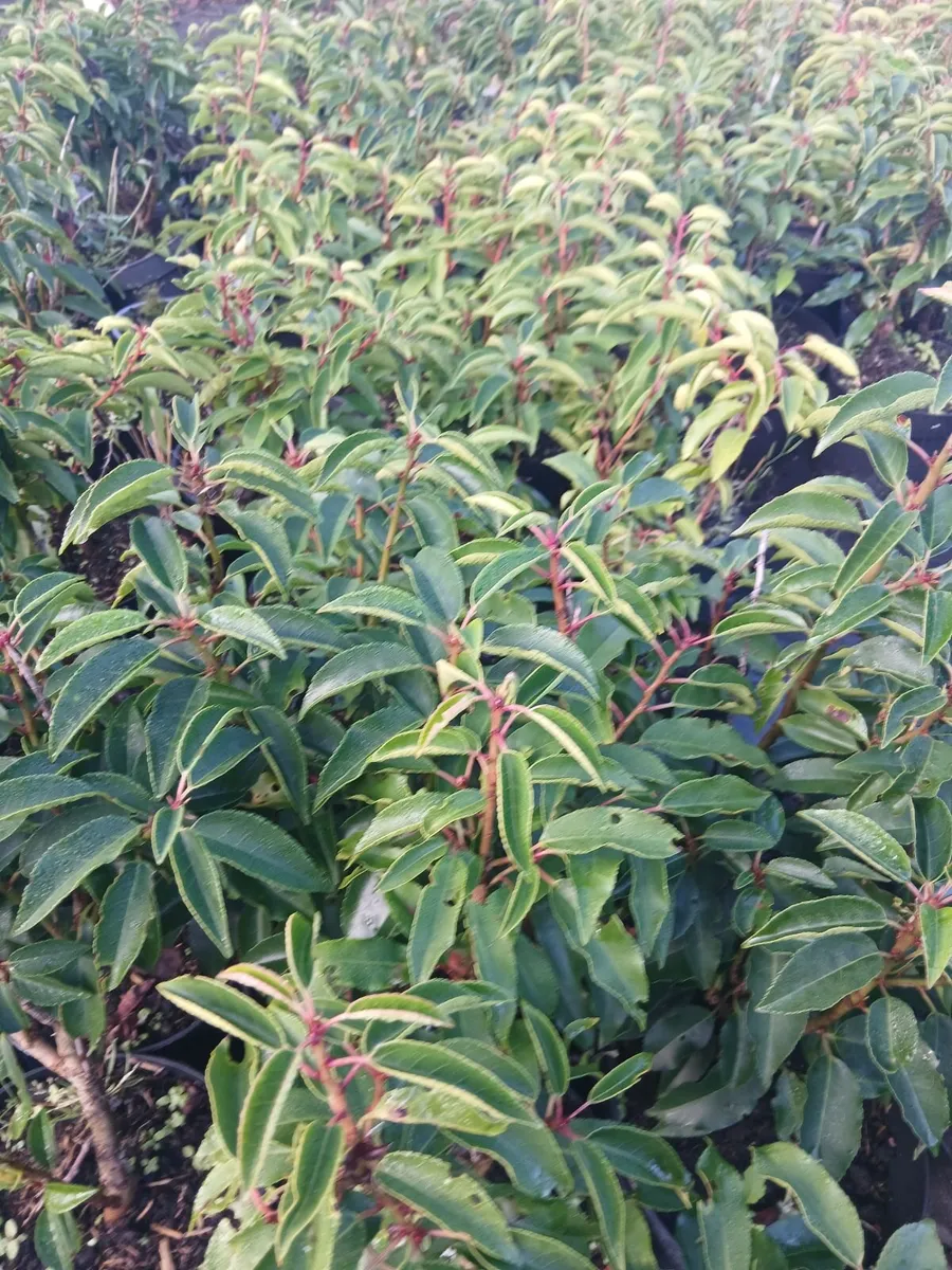 Portuguese Laurel €3.50 per potted plant - Image 1