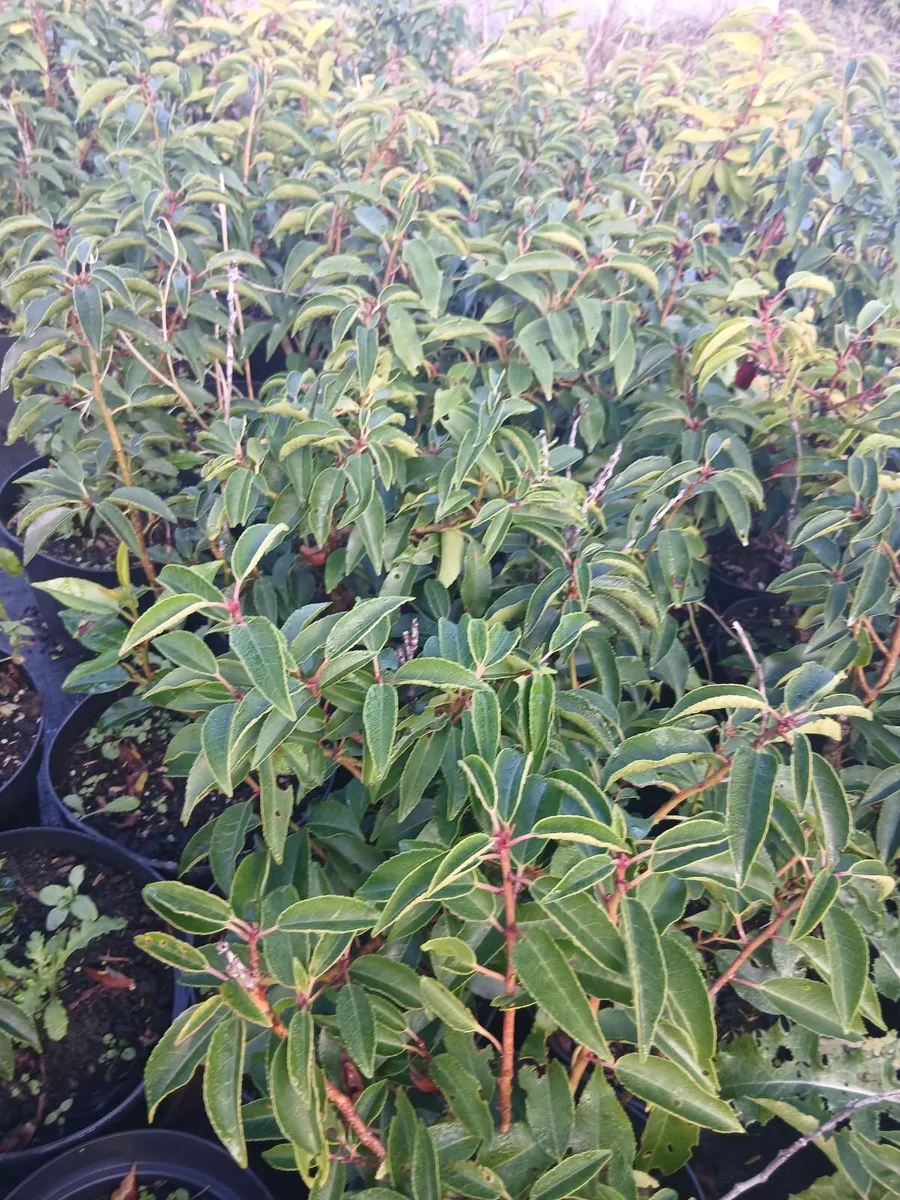Portuguese Laurel €3.50 per potted plant - Image 2