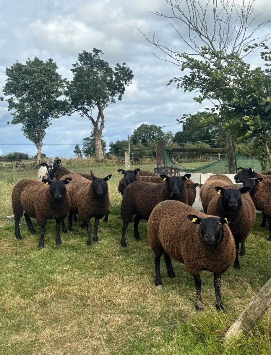Texel cross ewes - Image 1