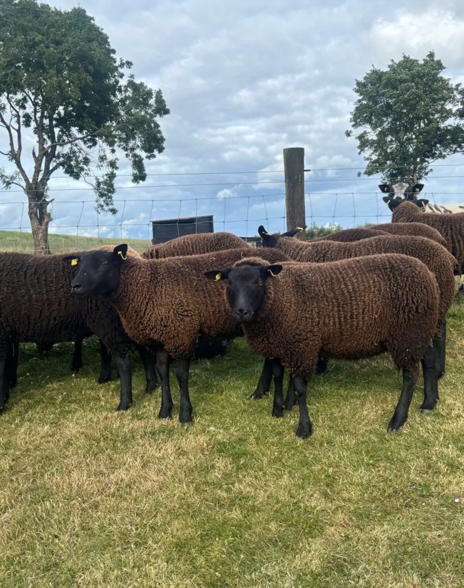 Texel cross ewes - Image 2