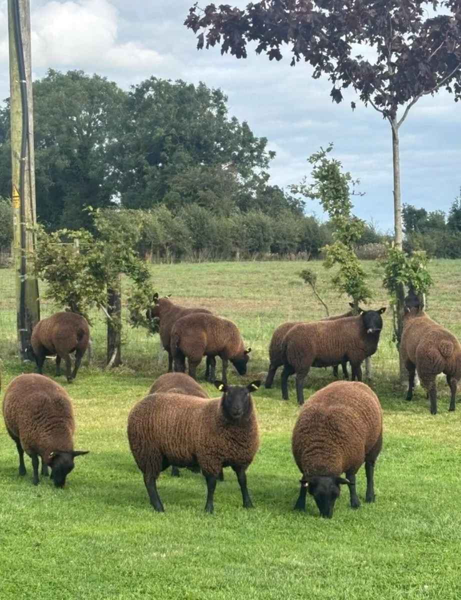 Texel cross ewes - Image 4