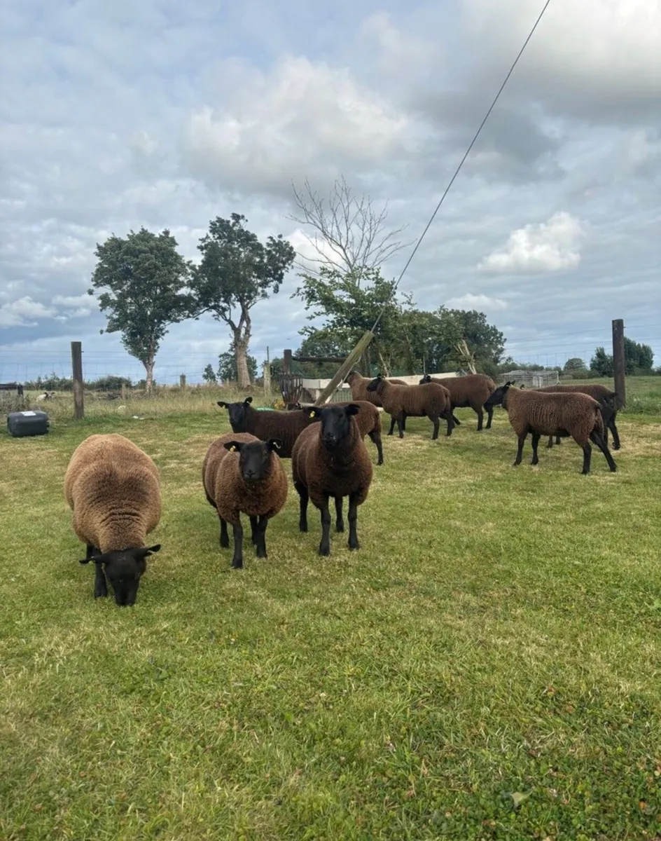 Texel cross ewes - Image 3