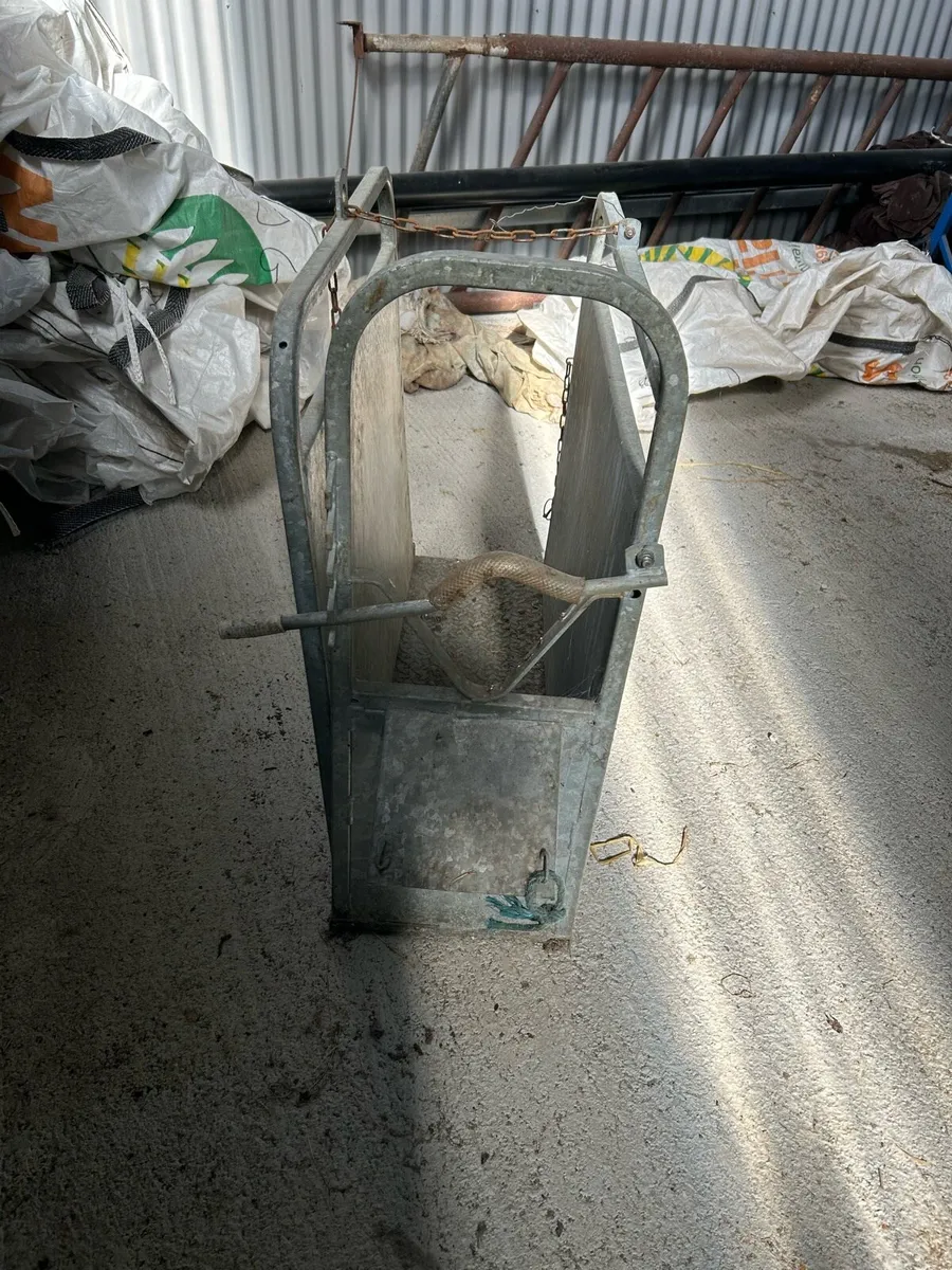 Calf dehorning crate - Image 1