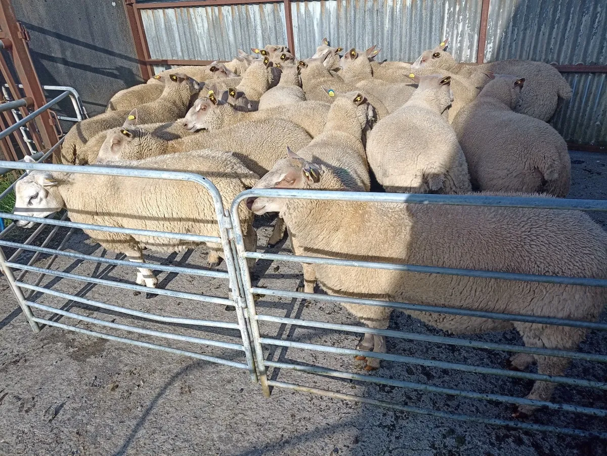 Sheep - Image 1