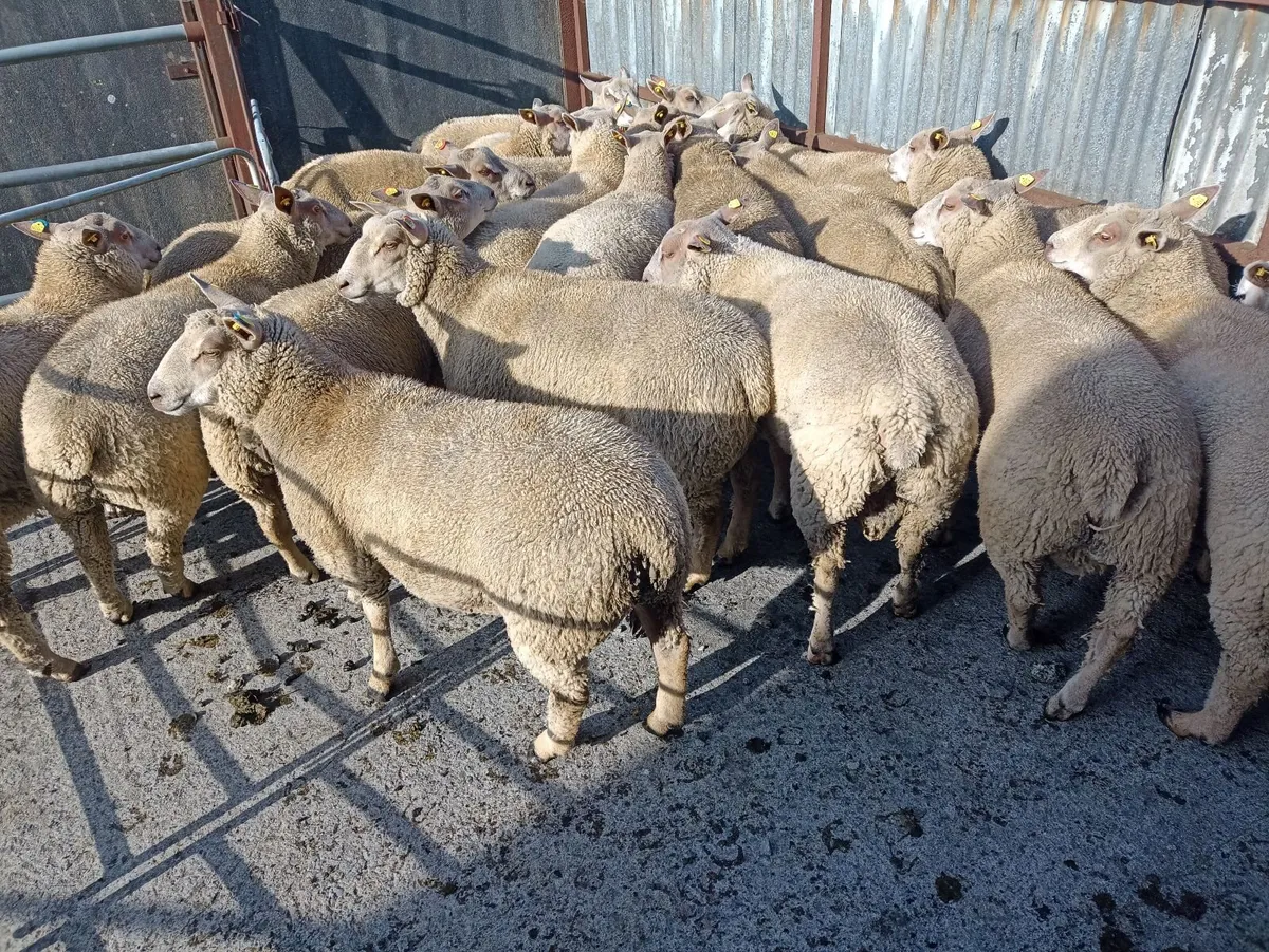Sheep - Image 2