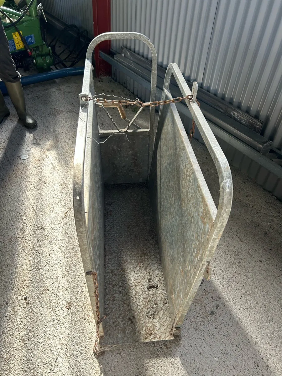 Calf dehorning crate - Image 2