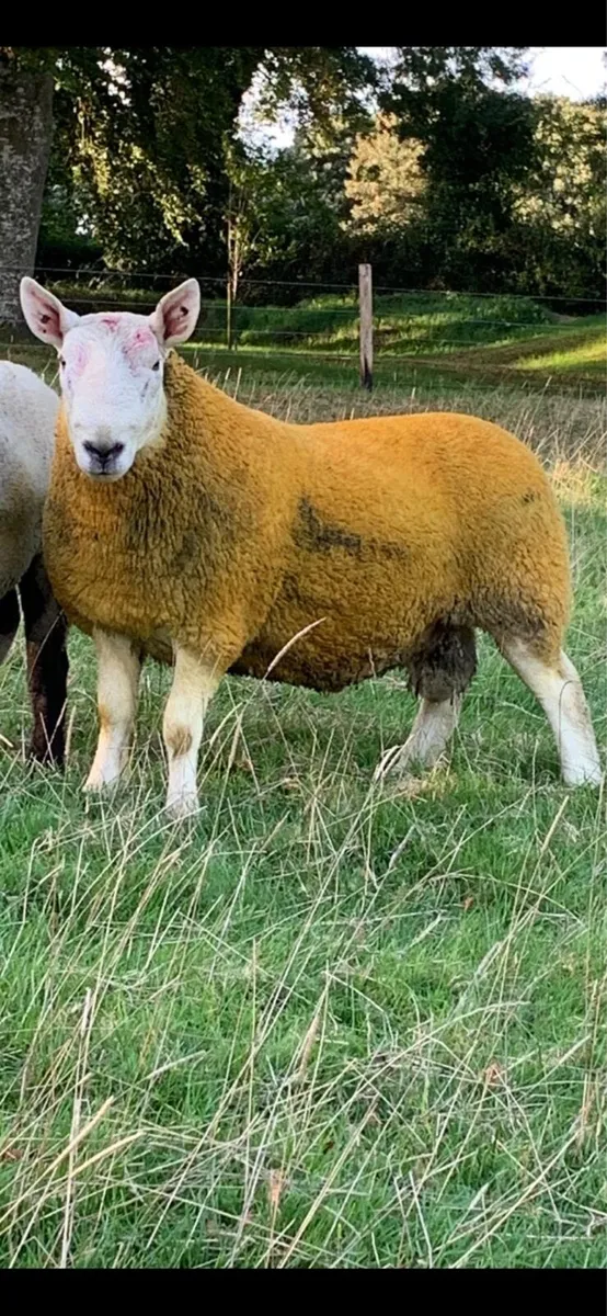 North country Cheviot rams - Image 1