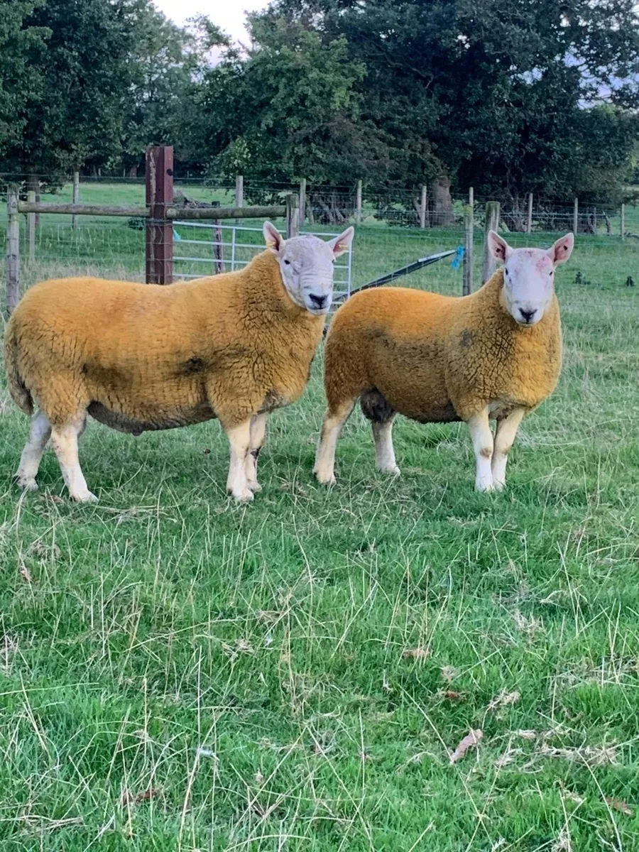 North country Cheviot rams - Image 2