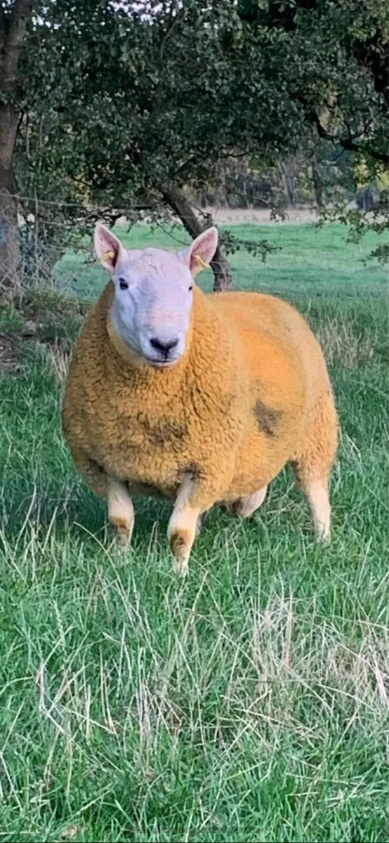 North country Cheviot rams - Image 3